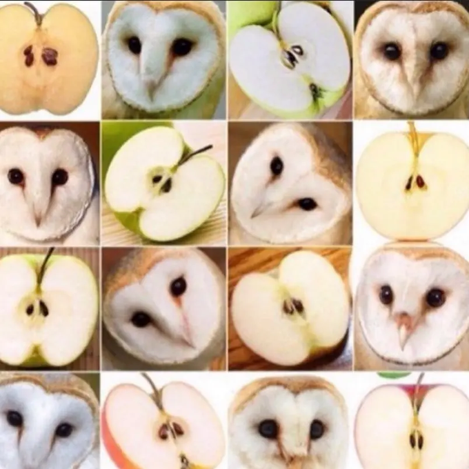 A grid collage showing various halved apples and fruits where the arrangement of seeds and flesh creates pareidolia images resembling owl faces.