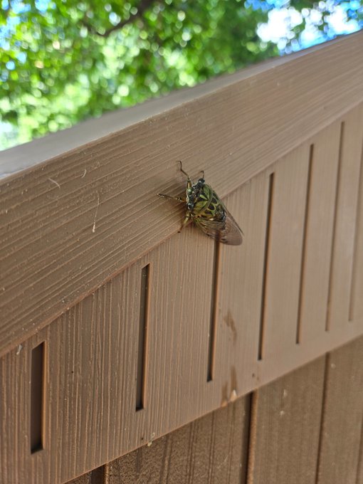 Close-up nature photograph of a green and black cicada resting on the top rail of a brown wooden fence with green foliage in the background.