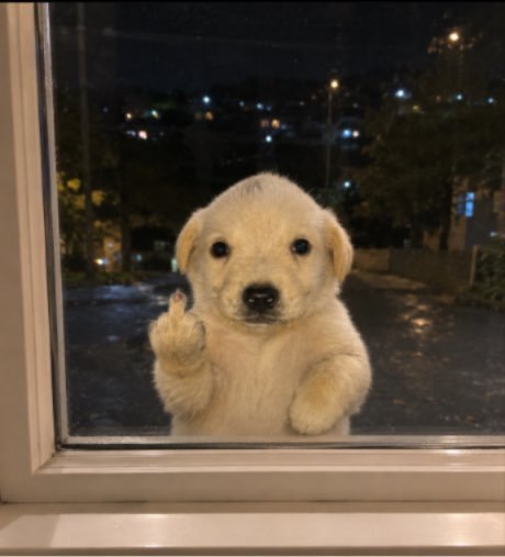 A cute yellow puppy presses its paw against a window, making a gesture resembling a middle finger, with a nighttime cityscape visible through the glass.