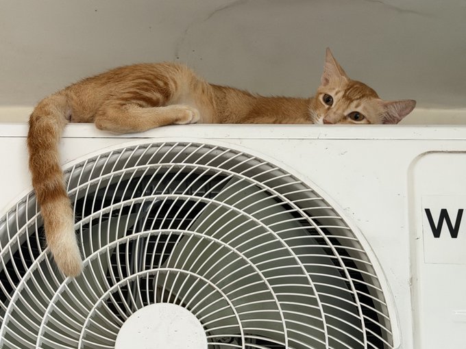 An orange tabby cat lounging on top of a white air conditioning unit, with its long tail draping down over the fan grille.