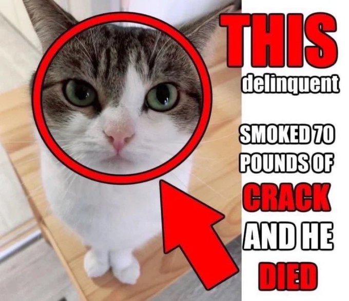 In the image, there's a cat sitting next to a wooden table with an arrow pointing towards its face. The cat appears to be scratching or rubbing itself against something. A caption below the photo reads, "THAT DELLINEQUENT DEBATE IS DELONGUE! Smoke 70 pounds of CRACK and he Died". This statement is quite unusual considering that cats typically do not scratch themselves in such a manner. It seems as if someone took the image of this cat and created an illusion that it was part of a chart or discussion on the internet, thus making it seem like there's some debate about the accuracy of the original post.