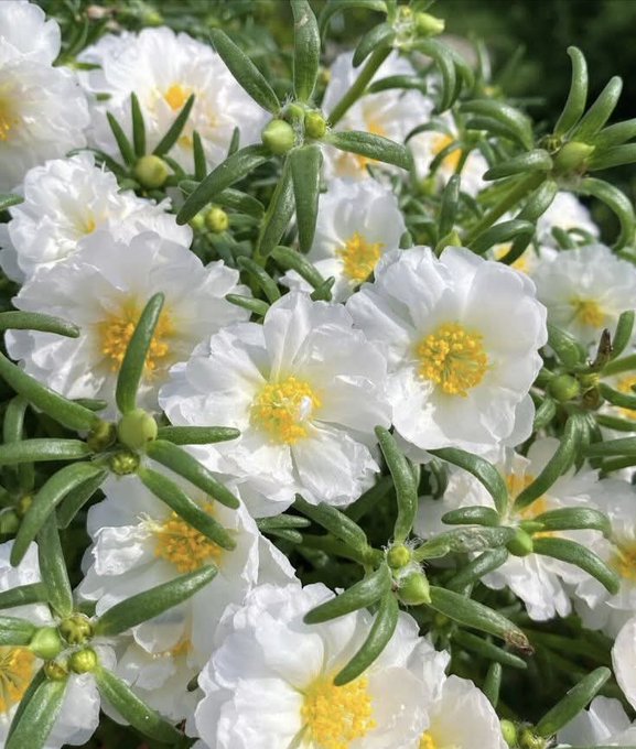 The image features a close-up view of white flowers with yellow centers, surrounded by green leaves. The flowers are arranged in various positions within the frame, creating an interesting visual effect. The background appears to be a blurred image or a dark color, which contrasts nicely with the vibrant colors and shapes of the flowers. This contrast draws attention to the flowers as the main focus of the image.