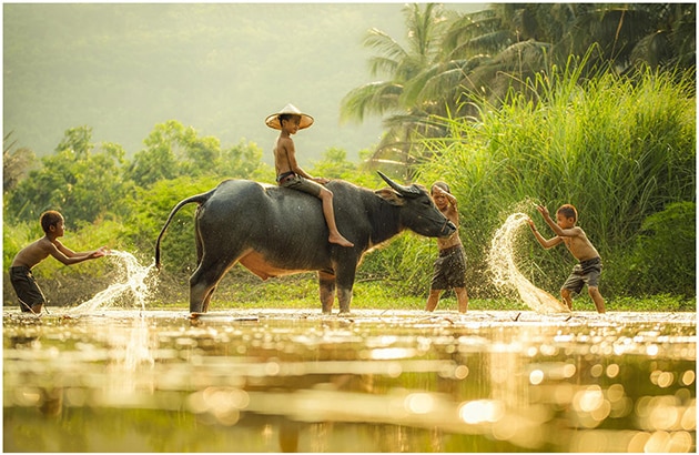 A picturesque rural scene of children playing with a water buffalo in a shallow stream, with one child riding on the buffalo's back while others splash water, set against a lush green tropical landscape.