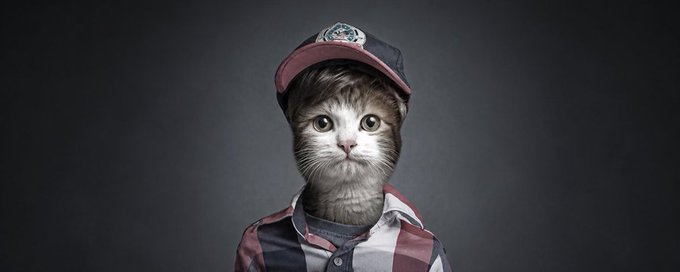 A whimsical portrait of a kitten wearing a baseball cap and a red and gray plaid shirt, photographed against a dark gray background.