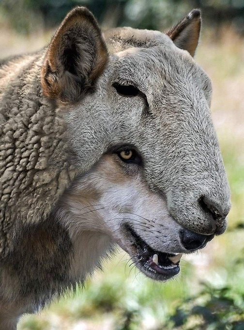 A close-up portrait of a wolf wearing what appears to be a textured gray hood or mask over its head.