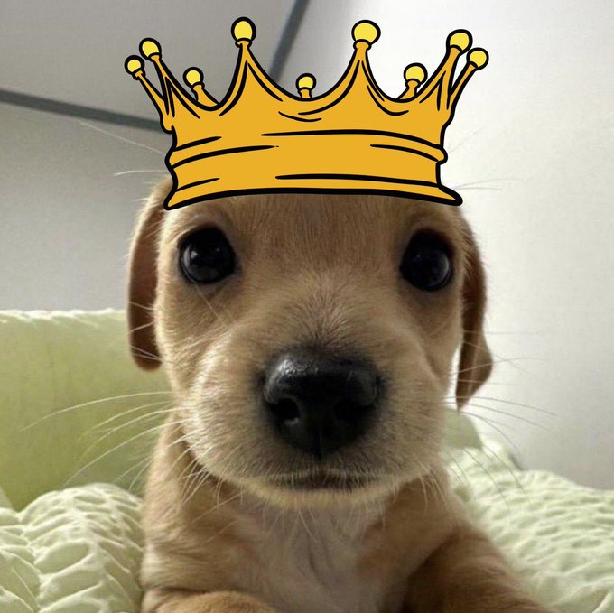 A close-up of a tan-colored puppy looking directly at the camera with a yellow cartoon crown drawn on its head.