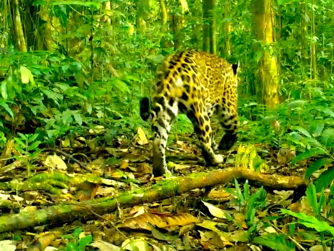A jaguar with distinctive spotted fur walking through a lush green rainforest, stepping over fallen branches and leaves on the forest floor.
