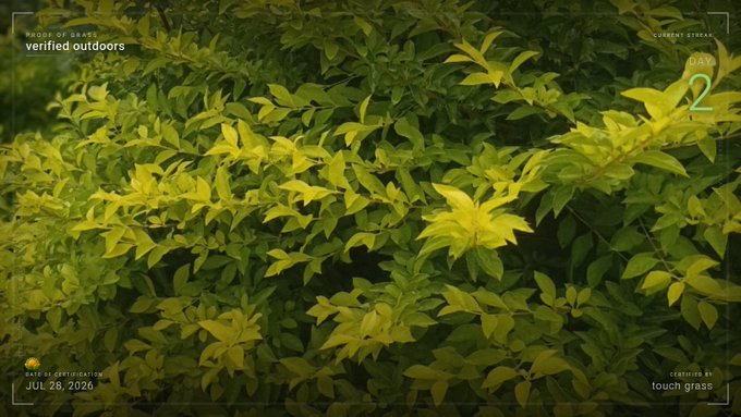 A dense patch of green and yellow leaves is shown with overlay text reading 'STRAIN OF SHADE verified outdoors', 'CURRENT STRAIN DAY 2', and 'DATE PLANTED OUTDOORS JUL 26, 2026'.