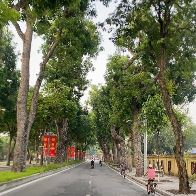 A tree-lined street with large canopies arching over the road, where motorbikes and a cyclist ride along the pavement, with red banners visible on the left side.