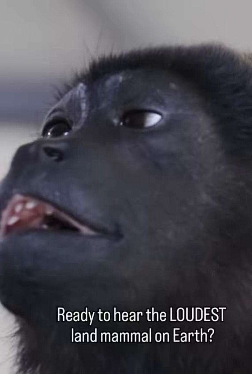 A close-up of a gorilla's face is shown with the text "Ready to hear the LOUDEST land mammal on Earth?" displayed at the bottom, teasing an audio clip from a Bored Ape Yacht Club (BAYC) NFT collection member.