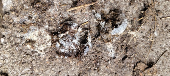 A close-up photograph shows a paw print left in sandy, dusty dirt surrounded by small twigs and debris.