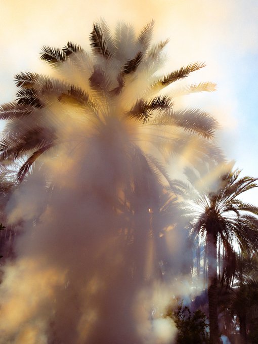 A blurry, atmospheric photograph of palm tree fronds silhouetted against a golden sunset, with light orbs scattered throughout the haze.
