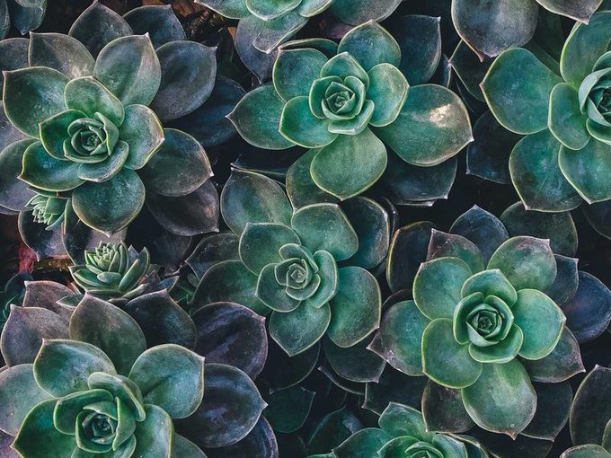 A top-down view of a dense cluster of green and purple succulent plants with rosette-shaped leaves.