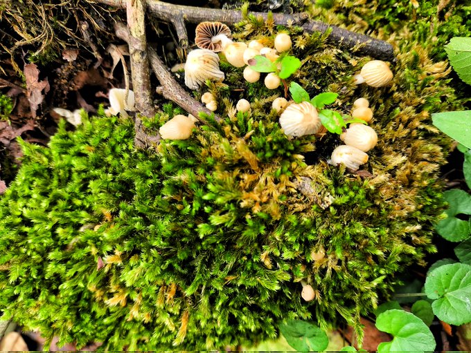 A close-up nature photograph of small, light-colored mushrooms growing on a bed of vibrant green moss among twigs and small leaves.