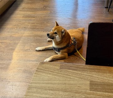 A tan Shiba Inu dog wearing a harness lies on a wooden floor next to a black object.