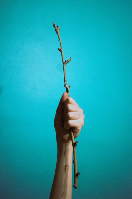 A hand holds up a bare wooden branch against a solid turquoise blue background.