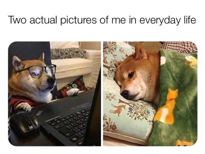 The image shows two pictures of a dog, one with glasses on its head and another with a green blanket over its head, both sitting next to a laptop computer. The caption below the images reads "Two actual pictures of me in everyday life".