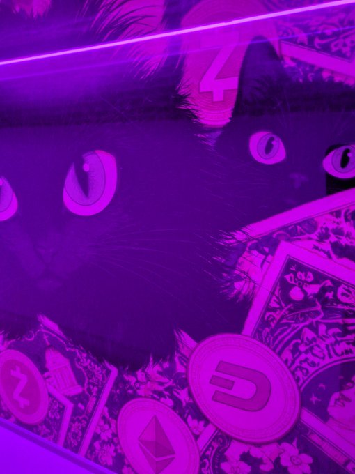 A stylized purple-tinted image features a cat's eyes peering out from the shadows, surrounded by scattered cryptocurrency coins and banknotes.