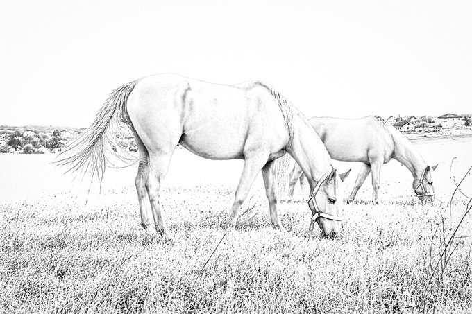 Two pale horses graze peacefully in an open field, captured in a high-contrast black-and-white sketch-style edit that strips away color, embodying the "When Color Is Silent" concept. The minimalist aesthetic transforms an ordinary pastoral moment into a striking, almost ethereal scene.