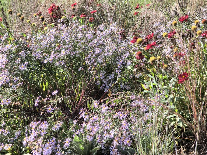 A vibrant garden scene featuring purple aster flowers in the foreground mixed with red coneflowers (echinacea) and ornamental grasses.