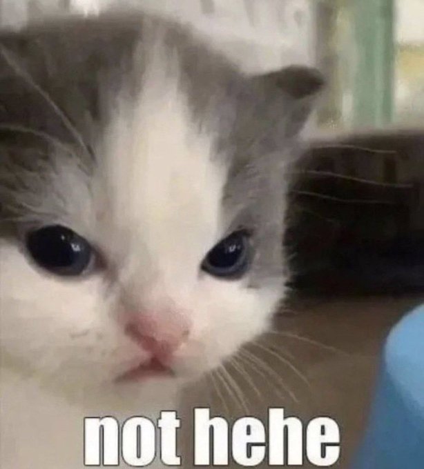 A close-up of a sad-looking gray and white kitten with the text "not hehe" at the bottom, humorously expressing frustration over missing multiple crypto plays despite sleeping well.