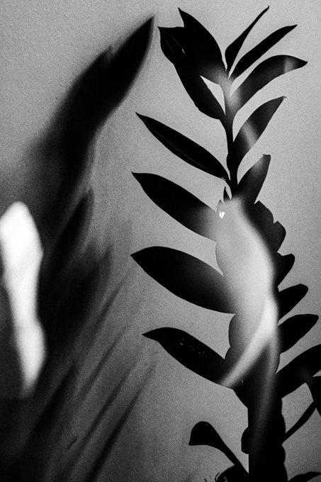 A black and white artistic photograph showing the shadow of plant leaves cast on a wall, with bright light filtering through the foliage.