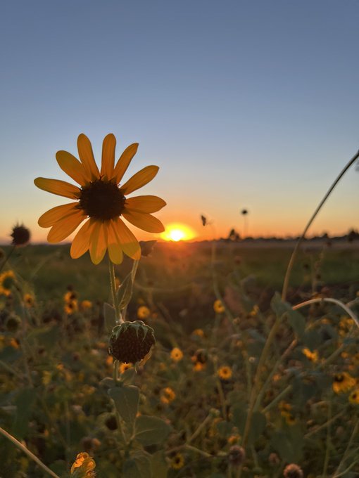 A scenic photograph of a yellow sunflower in silhouette against a vibrant orange sunset, with birds flying in the distance over a field of wildflowers.