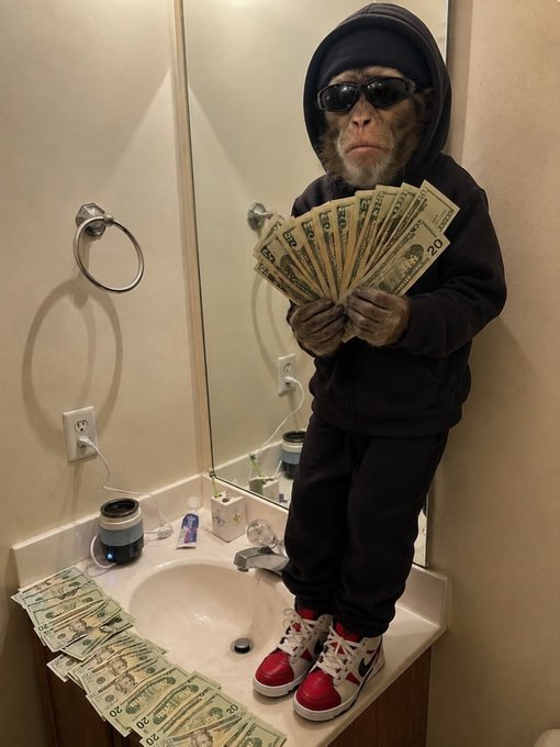 A humorous photograph of a monkey dressed in a black tracksuit, beanie, and sunglasses, holding a fan of US dollar bills while standing on a bathroom sink with more money scattered around.