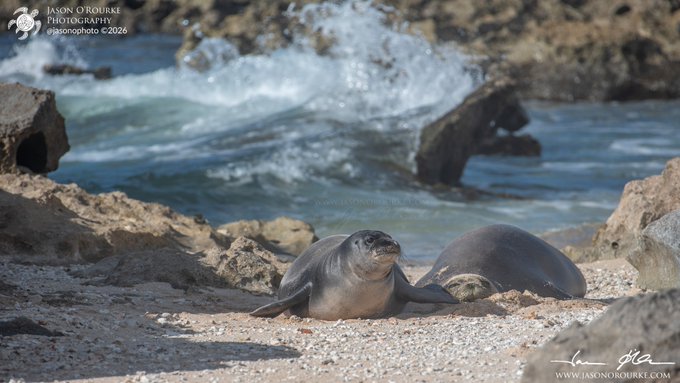 Two seals rest on a rocky beach in the foreground while ocean waves crash against rocks behind them, with watermarks reading 'JASON O'ROURKE PHOTOGRAPHY jasonophoto ©2026' and 'WWW.JASONOROURKE.COM'.