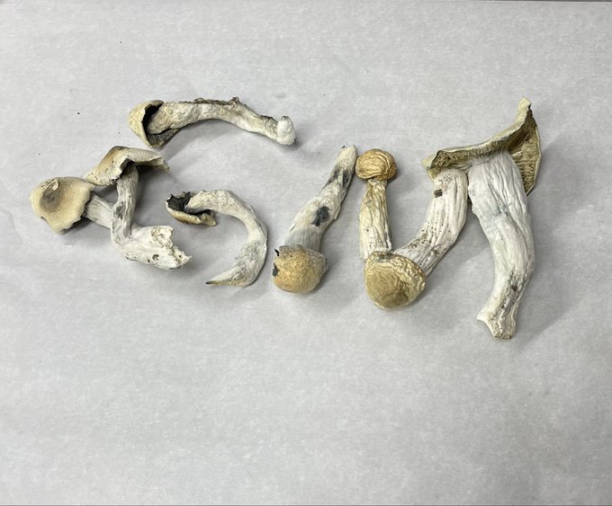 A collection of dried, wrinkled mushrooms arranged in a way that resembles human limbs spread across a gray surface. The image humorously plays on the post's "degens" and "gambols" theme, with the mushrooms' twisted, contorted shapes evoking the chaotic, wild energy of "10x degen" Friday antics.