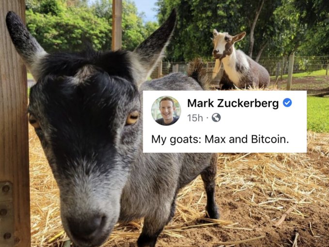 A screenshot of Mark Zuckerberg's Facebook post showing two goats with the caption 'My goats: Max and Bitcoin.'