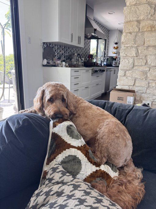 The image features a brown dog sitting comfortably on a couch, with its head resting on a pillow. A blanket can be seen covering part of the couch behind the dog. The background shows a kitchen area with white cabinets and a stone wall. There is also a potted plant visible in the scene.