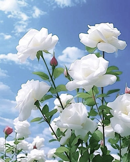 The image features a beautiful bouquet of white roses against a blue sky with clouds. The roses are arranged in various positions, creating an interesting visual effect that draws attention to their delicate beauty. The scene evokes feelings of serenity and tranquility as one looks at the flowers swaying gently under the open sky. This image can be related to the post about Web3 because it highlights the importance of contributing fresh ideas and valuable content in order to stand out and grow, just like the roses that thrive when they are nurtured and cared for.