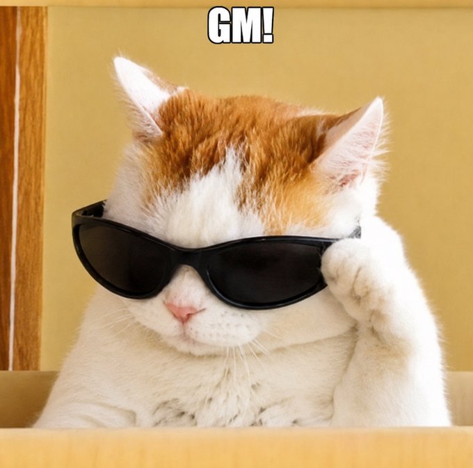 A meme image of a white and orange cat wearing black sunglasses inside a cardboard box, with the text 'GM!' (Good Morning) at the top.