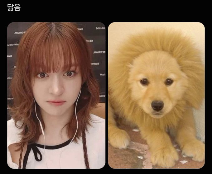 A side-by-side comparison image with '다음' (Next) label showing a woman with reddish-brown hair and bangs on the left next to a fluffy golden Chow Chow puppy on the right.