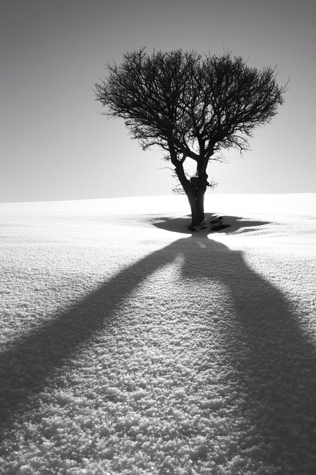 A black and white artistic photograph of a lone bare tree on a vast snowy/white surface, casting a long dramatic shadow toward the viewer.