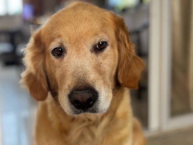 The image features a golden retriever dog sitting indoors, possibly in front of a window with white blinds. The dog's head is tilted slightly to the left as if looking directly at the camera or someone taking the photo. There are no texts or other objects visible in the image, and it does not contain any text.