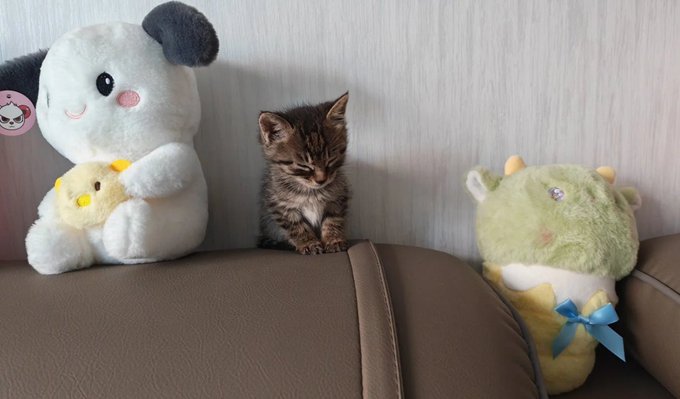 A small tabby kitten sits between a large white and black panda plush toy and a green dinosaur plush toy on a brown leather couch.
