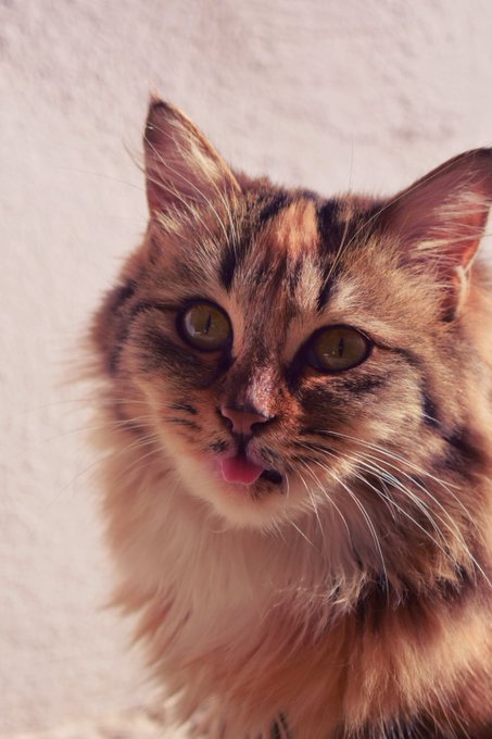 A close-up portrait of a fluffy calico cat with striking amber eyes, looking directly at the camera with a tiny pink tongue sticking out.