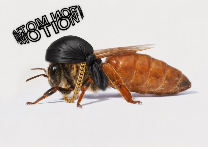 A honey bee wears a black durag with a gold chain around its neck, with the text "$MOTION" displayed in the upper left corner, cleverly pairing streetwear culture with the concept of a "busy bee" to visually represent the ticker symbol.