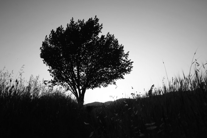 A black and white silhouette of a single tree standing in tall grass against a pale sky.