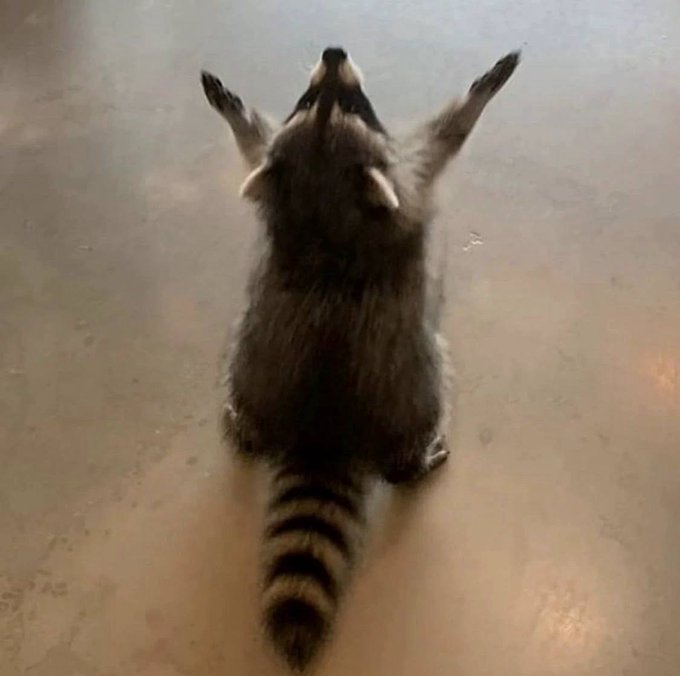 A raccoon standing on its hind legs on a smooth floor, viewed from above, with its arms raised upward toward the ceiling.