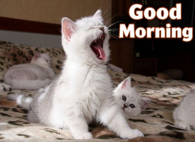 A white kitten yawning widely while sitting on a leopard-print blanket, accompanied by other kittens, with the text "Good Morning" displayed in the upper right corner.