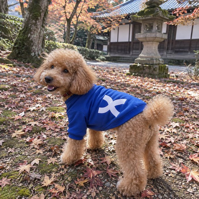 A curly-haired toy poodle in a blue sweater poses among vibrant red maple leaves at a Japanese temple, his chestnut coat blending with the autumn foliage. The fiery leaves and traditional stone lantern perfectly capture the seasonal warmth behind the line "autumn's the only red I don't mind."