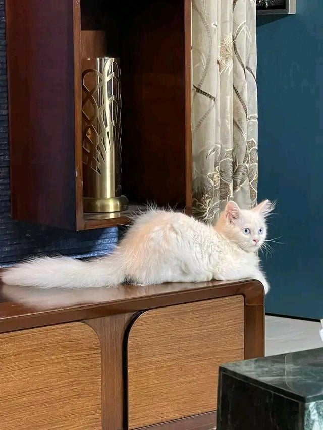 The image features a white cat sitting on top of a wooden cabinet, with its back facing the camera. The cat appears to be looking at something or someone outside the frame. In the background, there are two vases - one gold-colored and another brown in color. A curtain can also be seen hanging nearby. The caption "Luna says hi" suggests that the image is related to a post about cats on social media, possibly featuring a photo of the white cat sitting on top of the wooden cabinet.