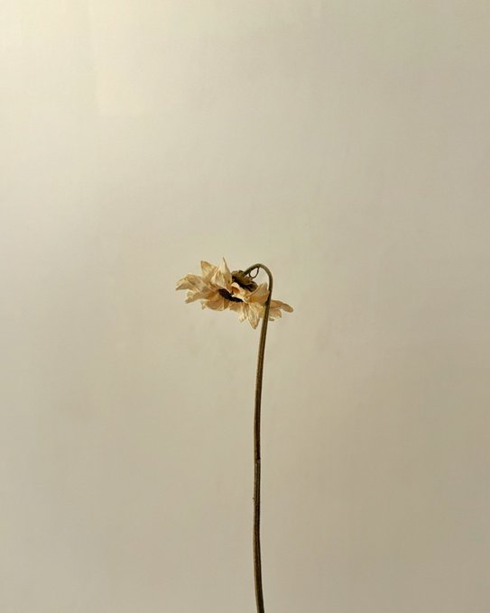 A minimalist photograph of a single dried, drooping flower on a long, thin stem set against a plain, light-colored background.