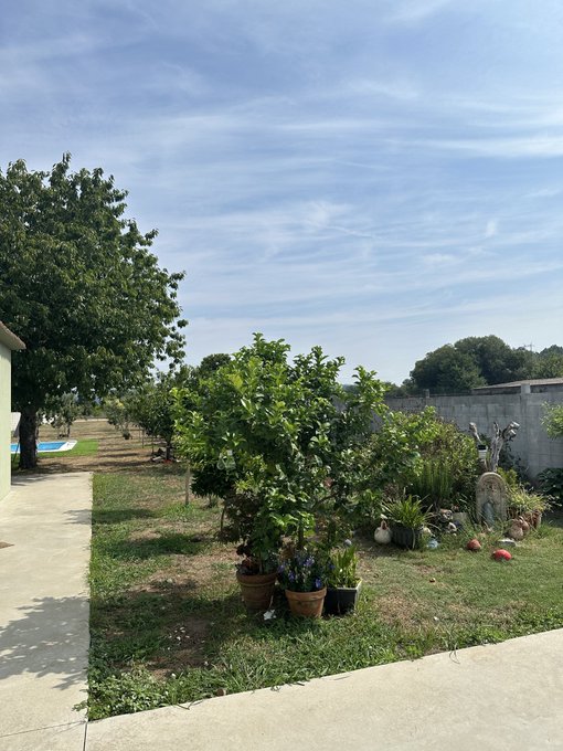 A sunny backyard scene features a leafy tree, potted plants, and a glimpse of a pool under a bright blue sky. The cheerful "happy wednesday frens" post complements the relaxed, welcoming vibe of this pleasant outdoor garden setting.
