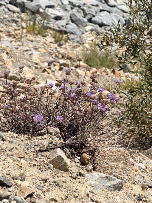A desert plant with small purple flowers and dried buds grows among rocks and sand on a rocky, arid hillside.