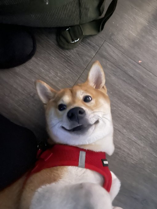 A Shiba Inu dog wearing a red harness lying on its back on a wooden floor, looking up at the camera with a content smile.
