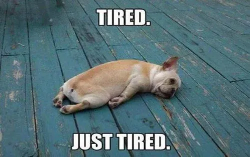A meme image of a French bulldog sleeping on its back on a weathered blue wooden floor, captioned 'TIRED. JUST TIRED.'